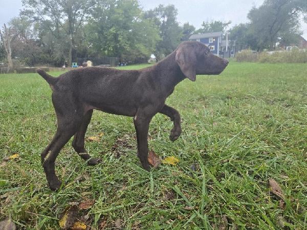 MALE SHORTHAIRS German Shorthaired Pointer