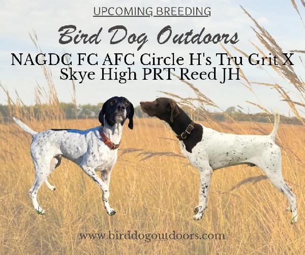 German Shorthaired Pointer