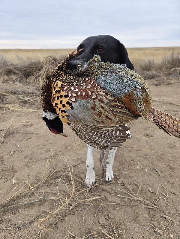 German Shorthaired Pointer