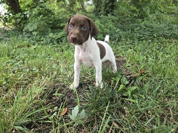 German Shorthaired Pointer