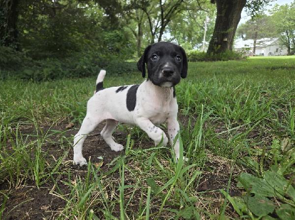 German Shorthaired Pointer