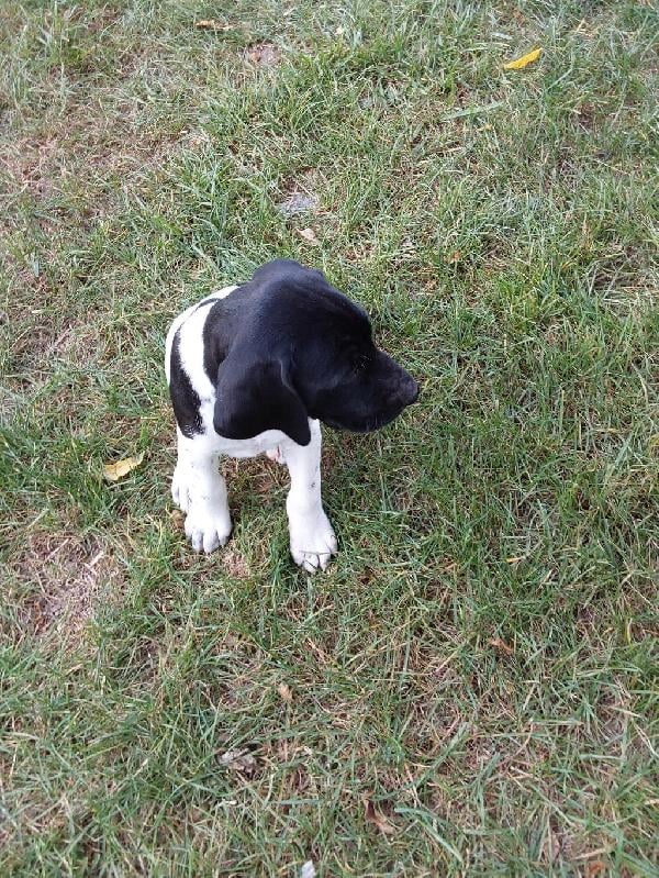 German Shorthaired Pointer