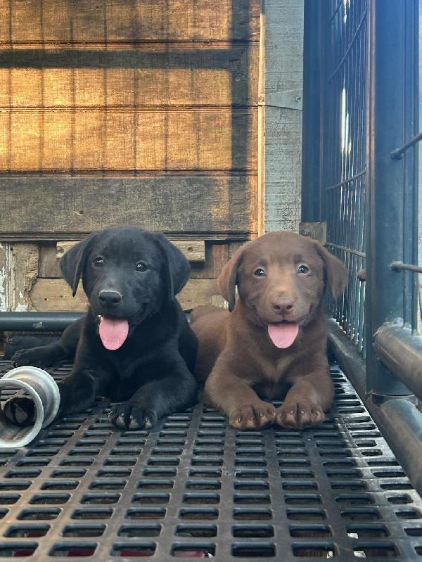 Labrador Retriever