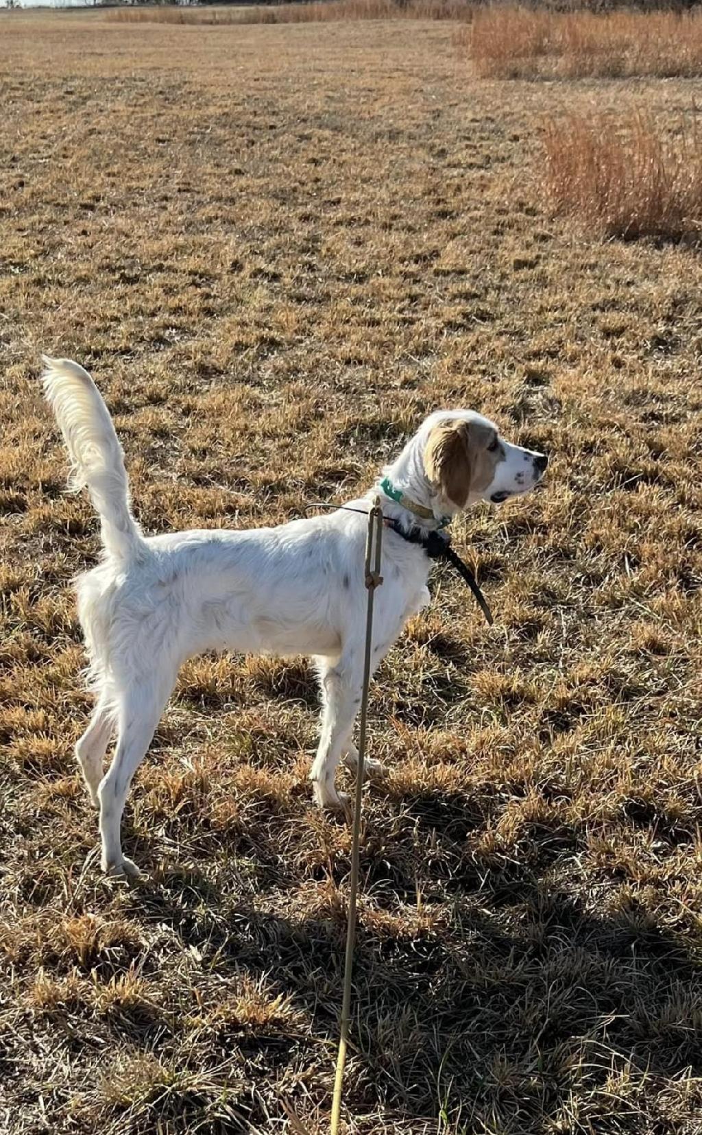 nsw setter