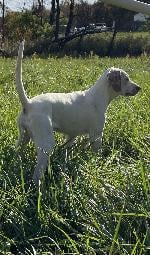 4 MONTH PLD POINTER PUPS