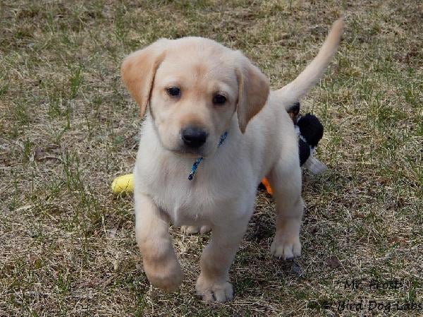 Labrador Retriever