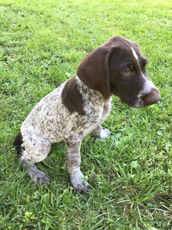 German Wirehaired Pointer - Puppies for Sale