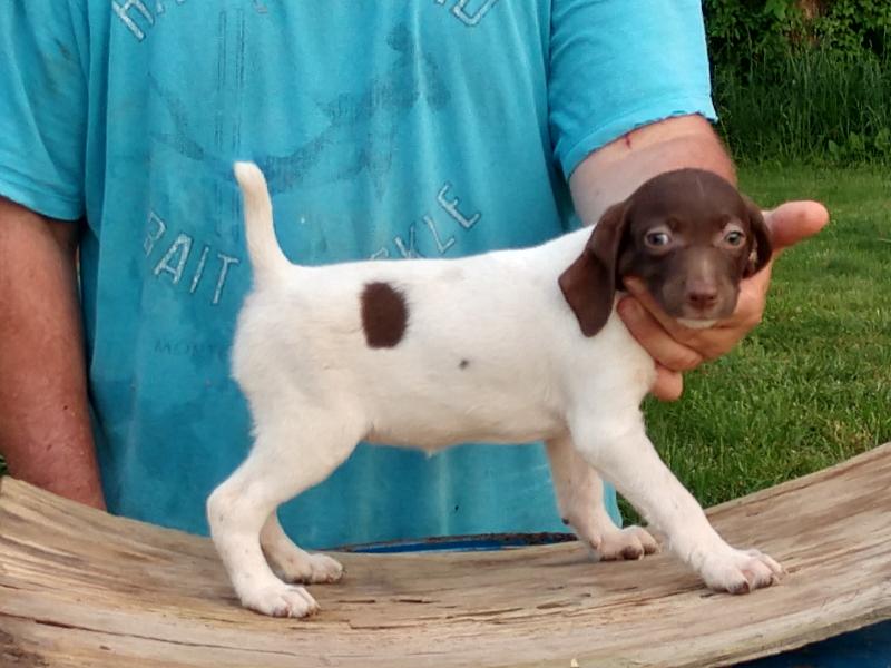 No title given English Pointer