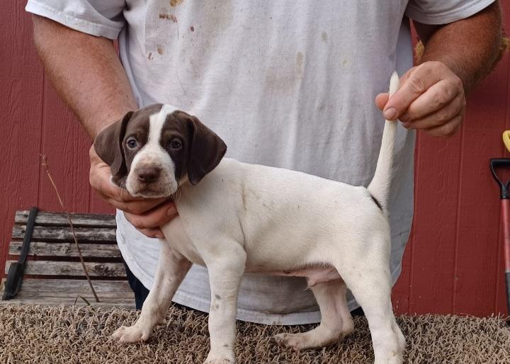 ROCKS CANDY MAN AND HACKBERRYS ELHEW HOLLY English Pointer
