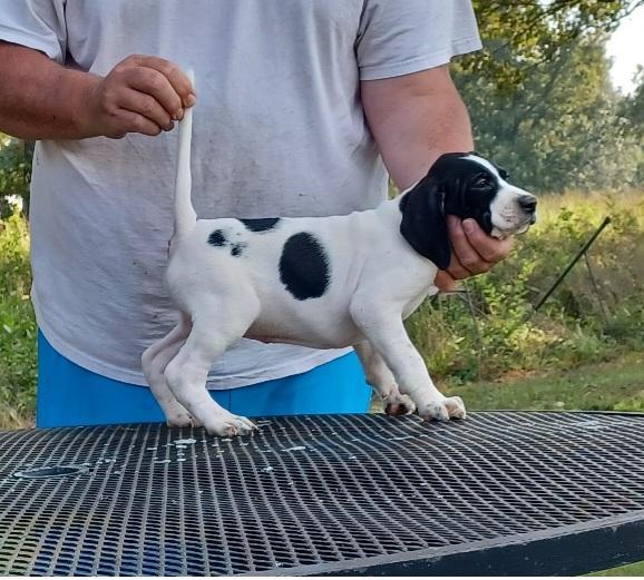 English Pointer