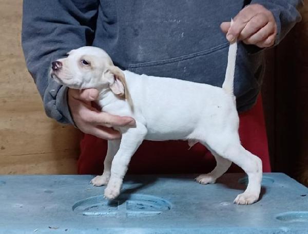 English Pointer