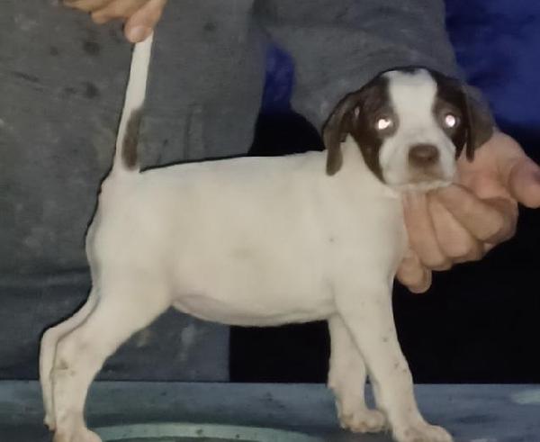 English Pointer