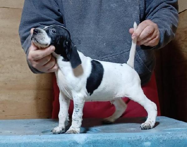English Pointer