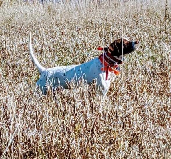 English Pointer