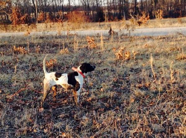 English Pointer