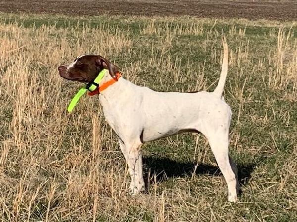 English Pointer