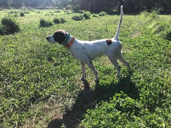 English Pointer