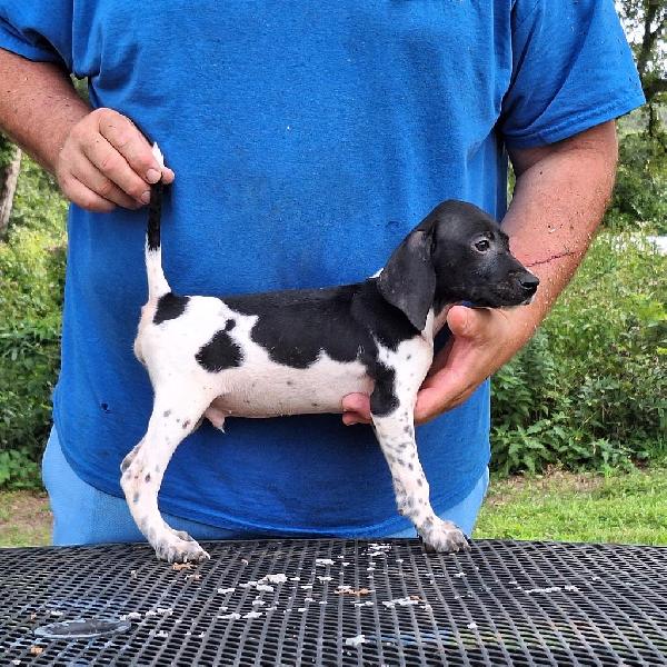 English Pointer