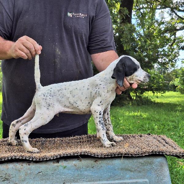 English Pointer