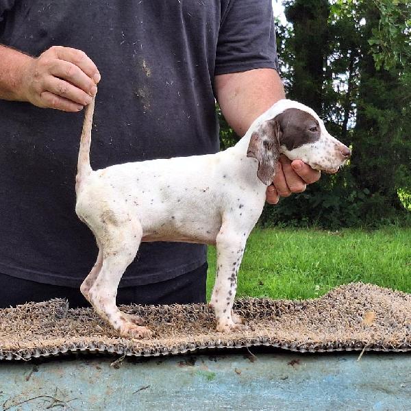 English Pointer