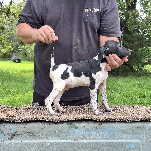 English Pointer