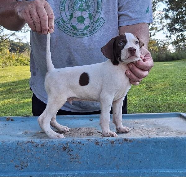 English Pointer