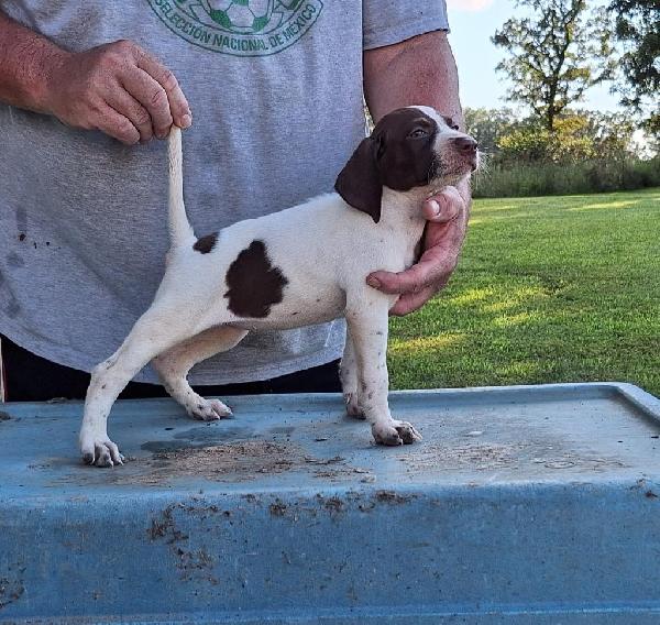 English Pointer