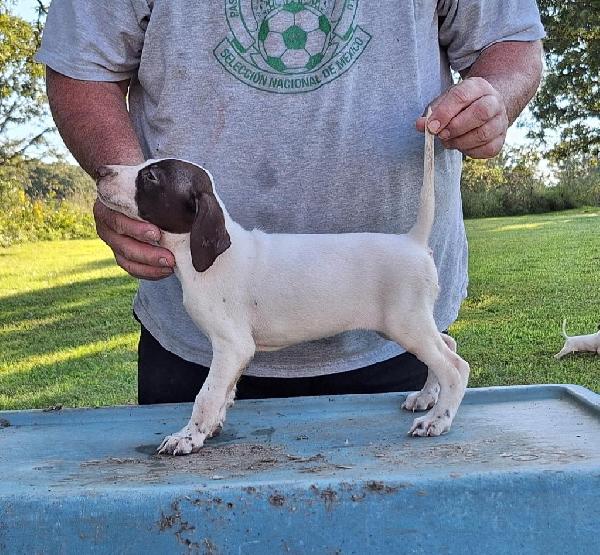 English Pointer