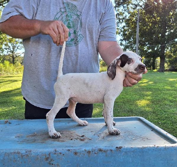 English Pointer