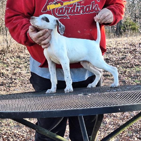 English Pointer