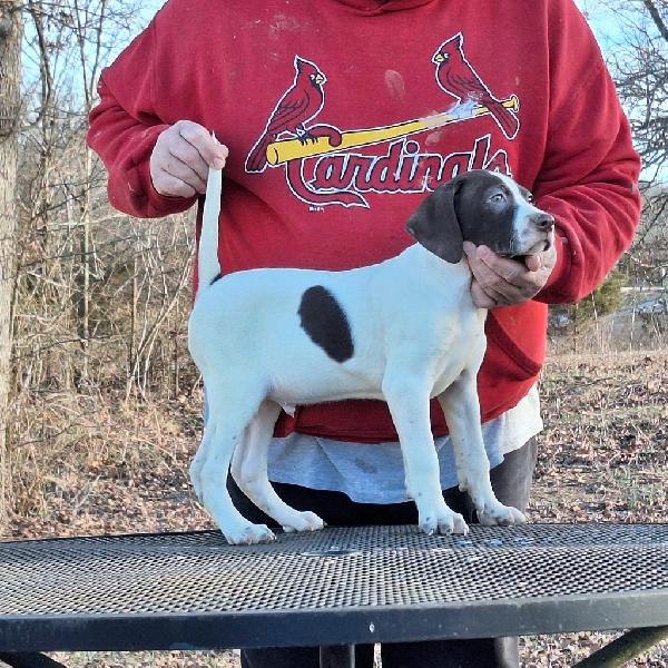English Pointer