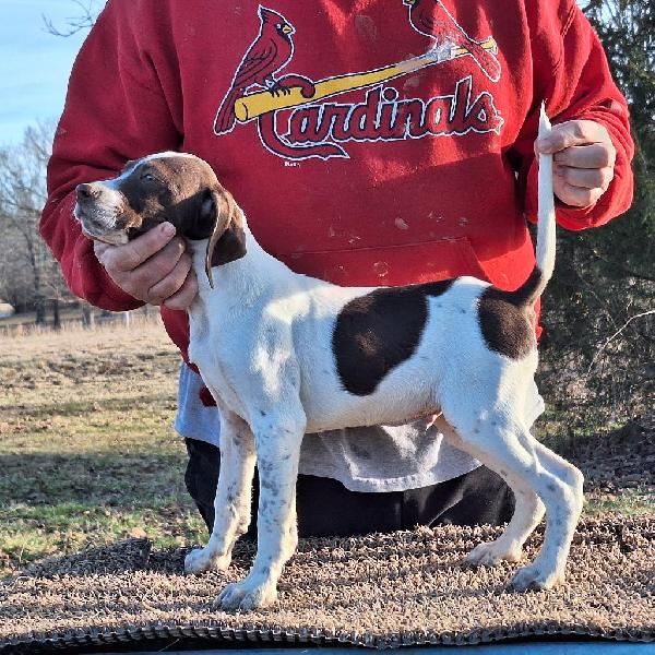 English Pointer