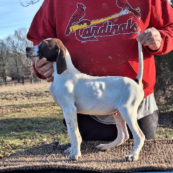 English Pointer