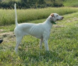 English Pointer