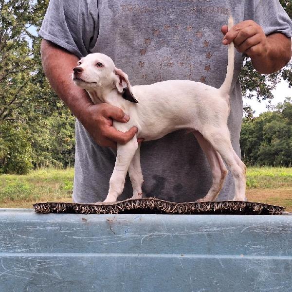 English Pointer