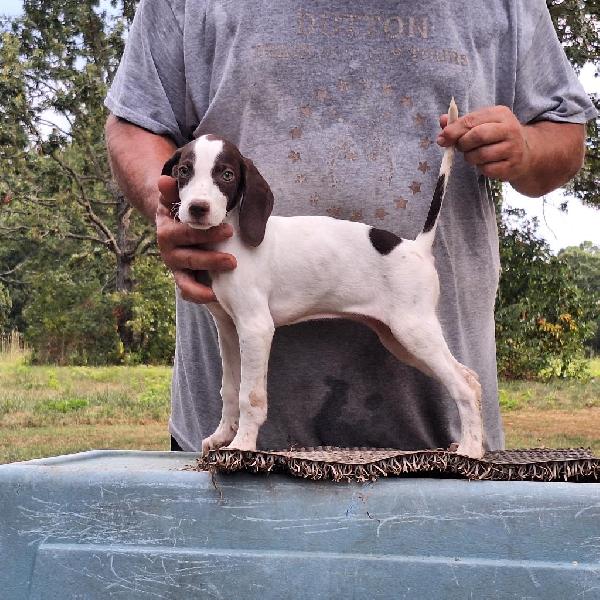 English Pointer