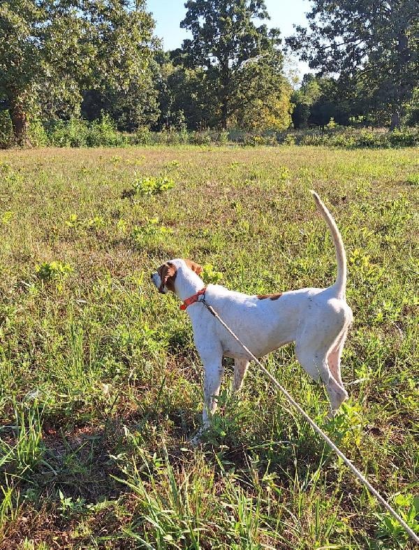 English Pointer
