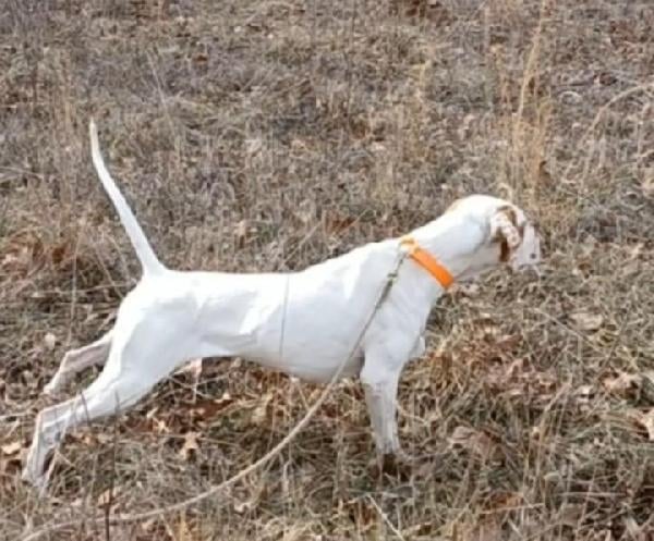 English Pointer