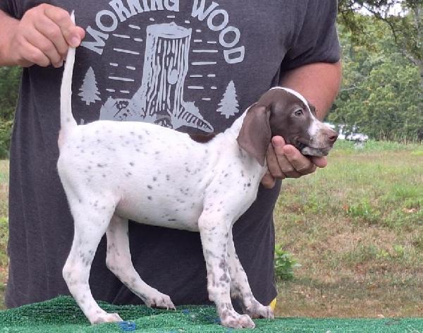 English Pointer