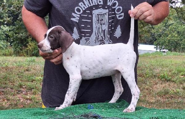 English Pointer