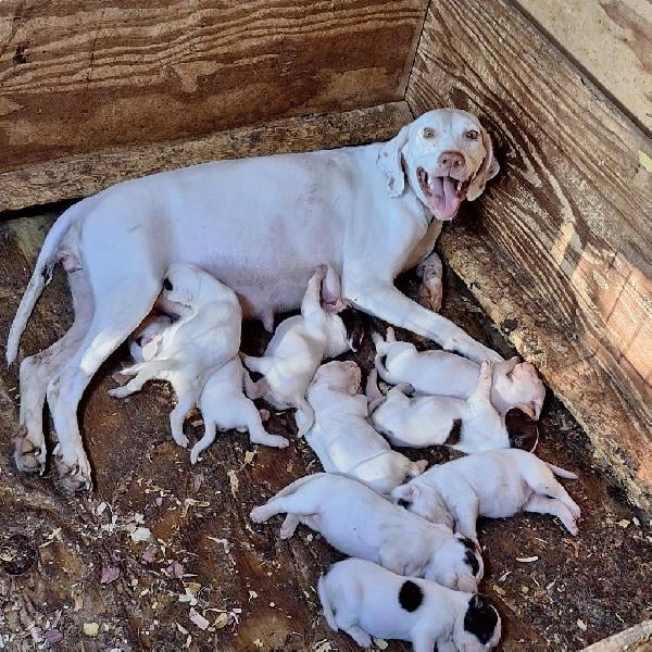 English Pointer