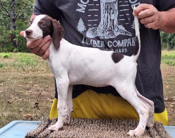 English Pointer