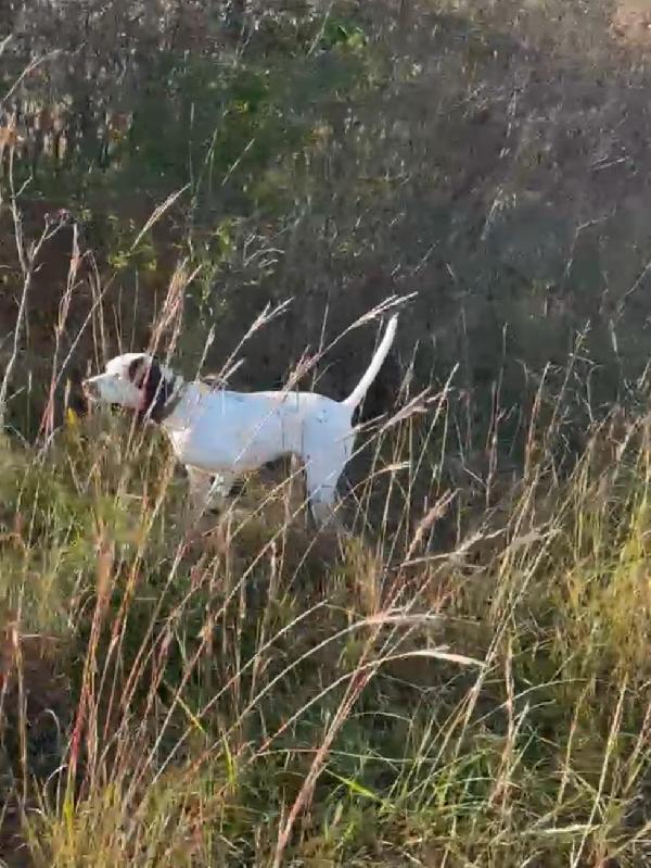 STARTED MALE English Pointer