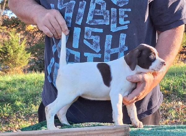 GUARDRAIL/THUNDERBOLT/REBEL PUPS English Pointer