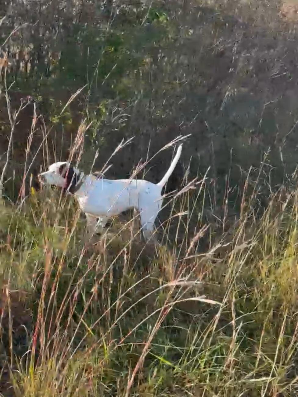 STARTED MALE. HONKY TONK ATTITUDE/REBEL BRED English Pointer