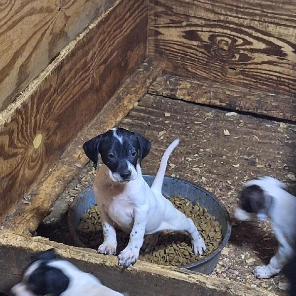 English Pointer