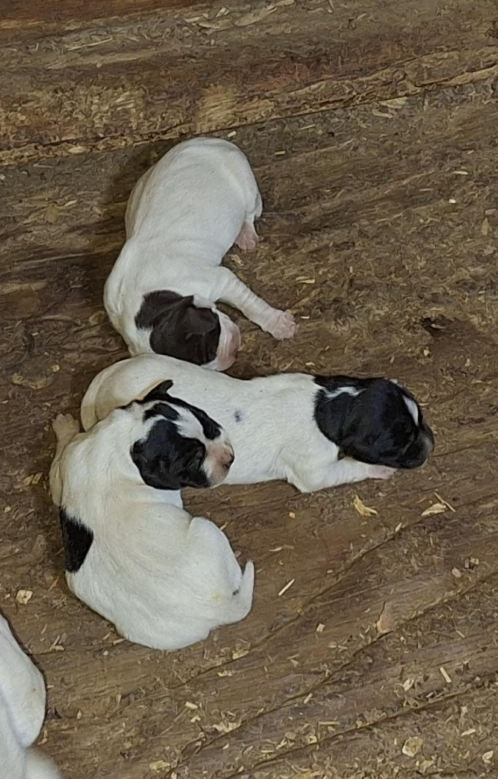 JETT QUEST/HONKY TONK PEARL PUPS English Pointer