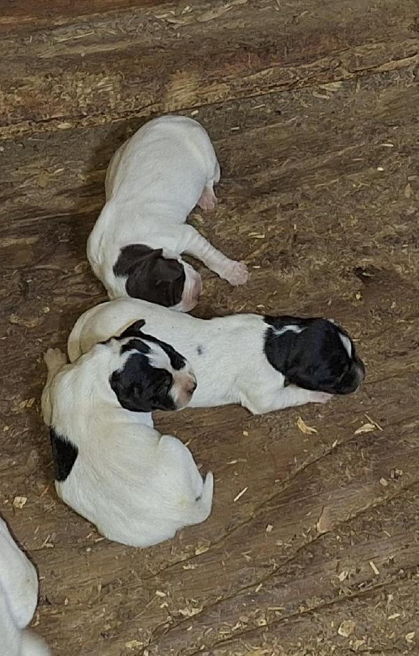 English Pointer