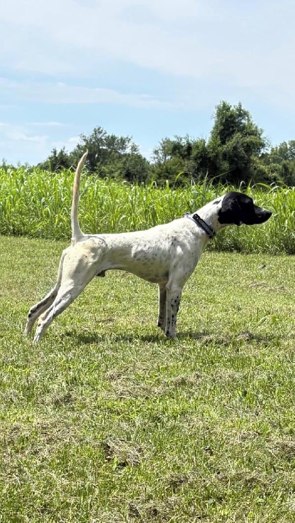 English Pointer