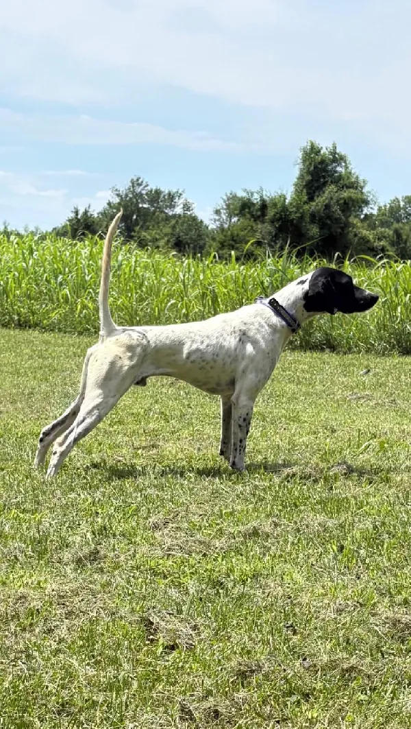 JETT QUEST/ELLIE REPEAT BREEDING English Pointer
